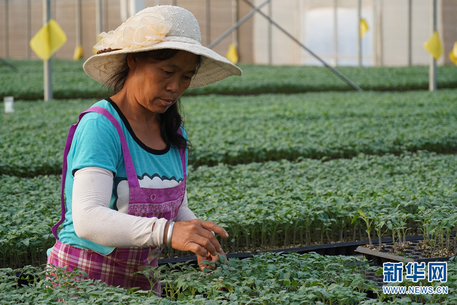 金诚社群成员与种植现场